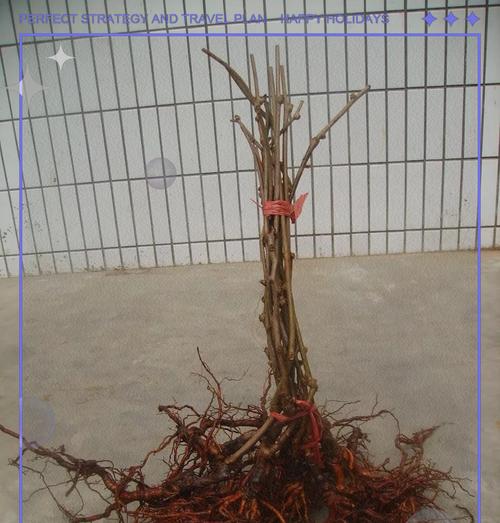 自制猕猴桃长效肥料的方法有哪些？