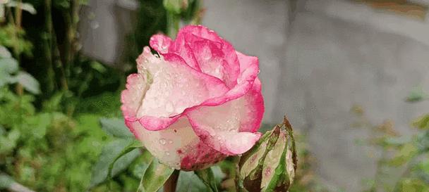 月季开花时淋雨会有什么影响？