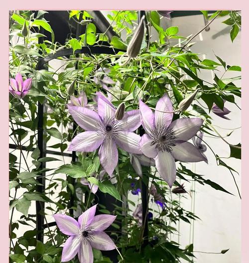 铁线莲皇后花后修剪方法是什么？步骤有哪些？