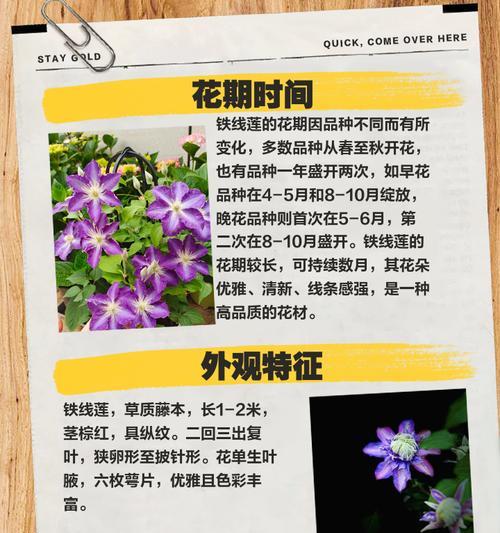 铁线莲皇后花后修剪方法是什么？步骤有哪些？
