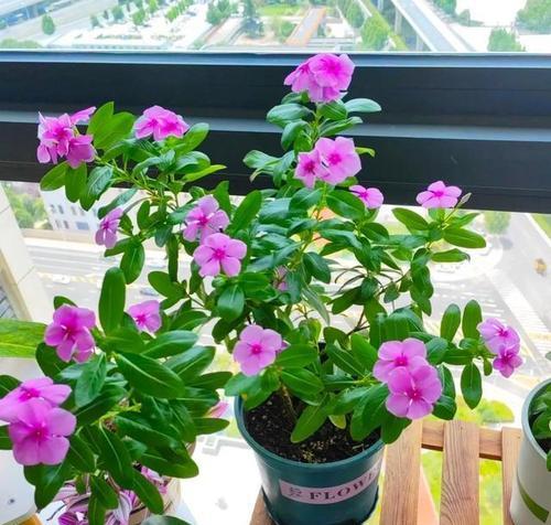 内阳台适合栽种哪些花卉？如何选择美观又易养的植物？