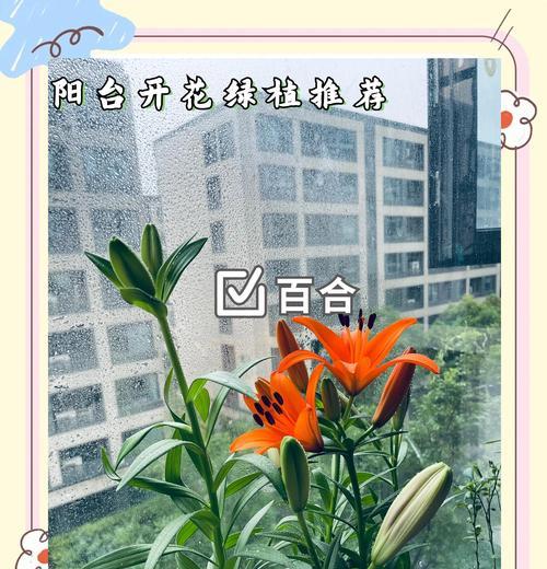 内阳台适合栽种哪些花卉？如何选择美观又易养的植物？