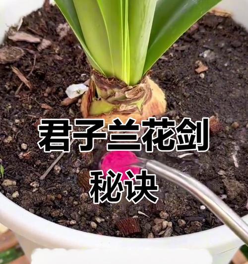 君子兰出现黄叶干叶应如何处理？