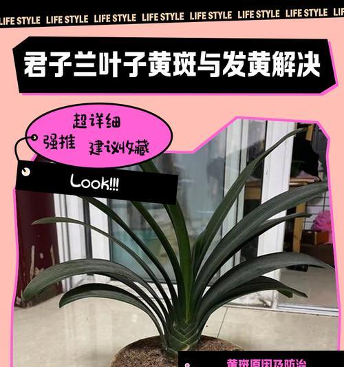君子兰出现黄叶干叶应如何处理？