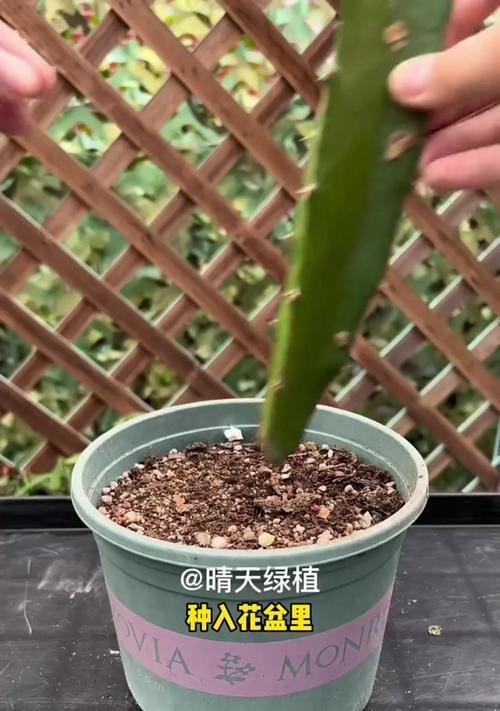 君子兰出现黄叶干叶应如何处理？