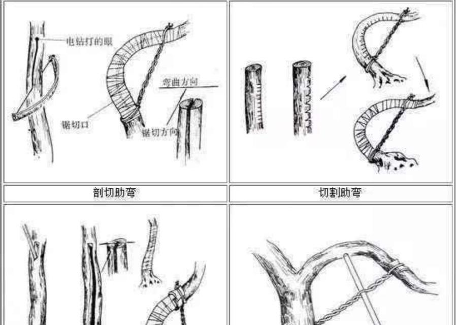 三角梅定型铝线的正确使用方法是什么？