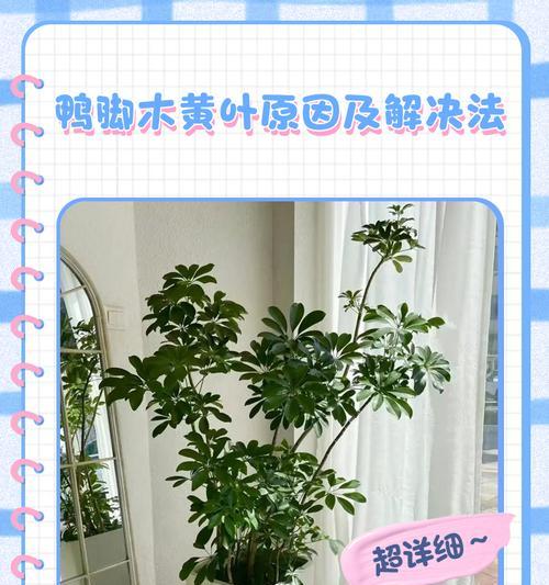 木槿叶子掉落发黄的解决方法是什么？