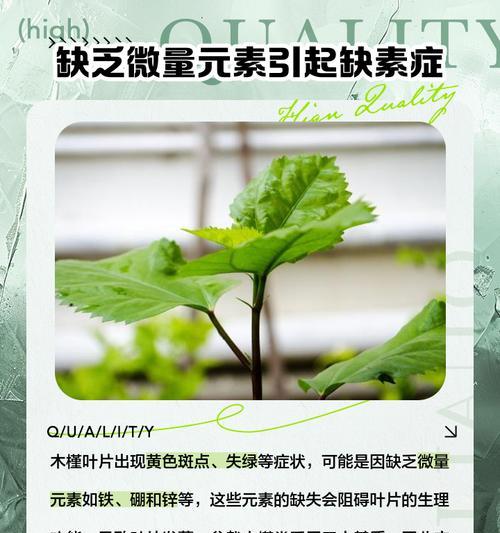木槿叶子掉落发黄的解决方法是什么？