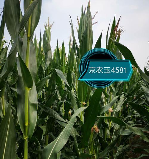 蒜收完后玉米什么时候播种最佳？播种玉米的最佳时机是什么时候？