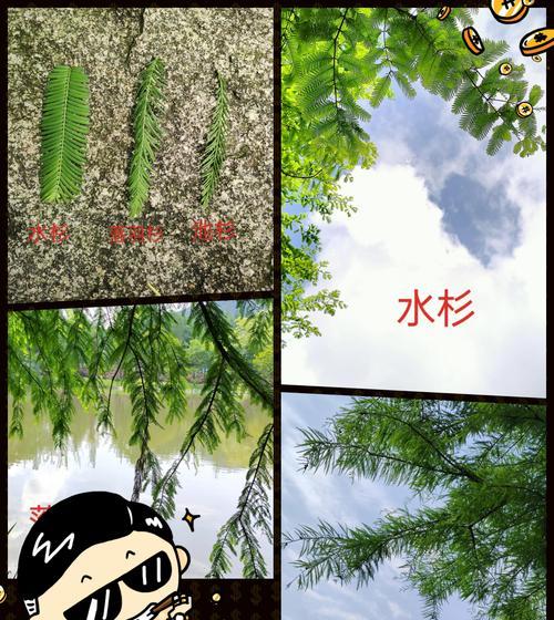 水杉树叶子枯萎发黄怎么办？如何进行有效的防治？