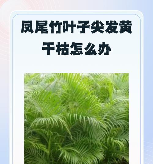 矮竹叶子发黄的原因是什么？