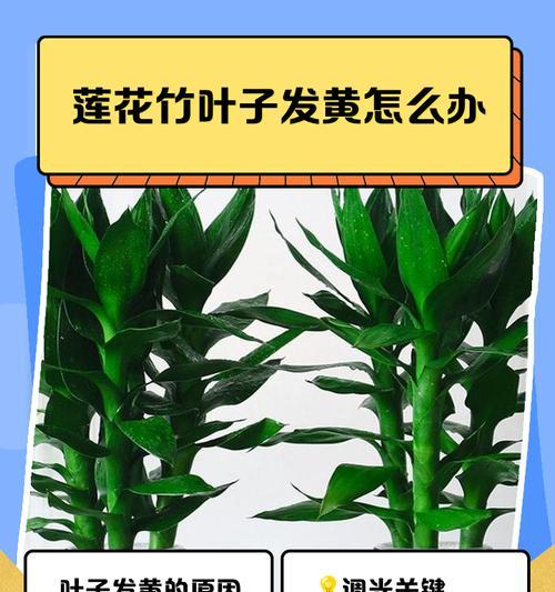 矮竹叶子发黄的原因是什么？