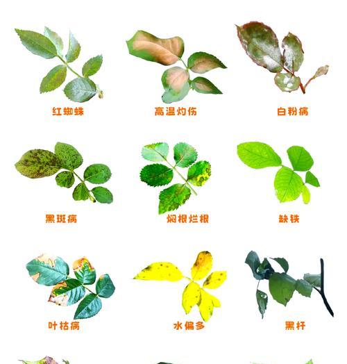 枯掉的月季如何修剪？正确方法是什么？