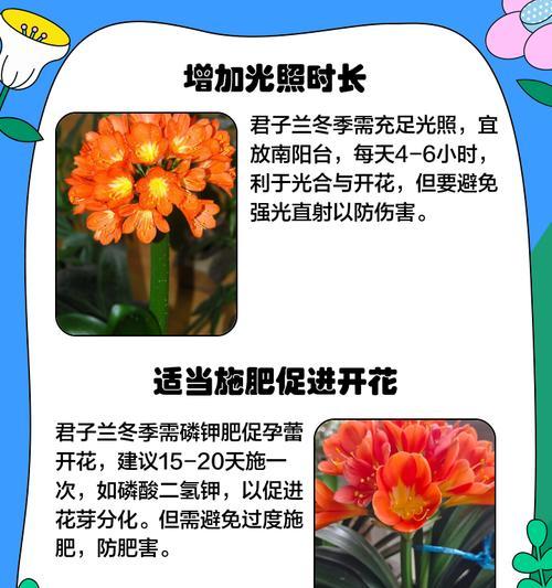 君子兰能吸收哪些气体？君子兰对室内空气质量有何影响？