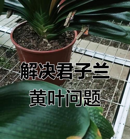 君子兰能吸收哪些气体？君子兰对室内空气质量有何影响？
