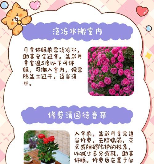 今年新栽月季的冬季养护技巧是什么？