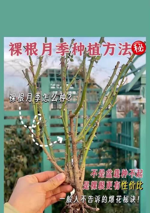 月季埋土种植的正确步骤是什么？