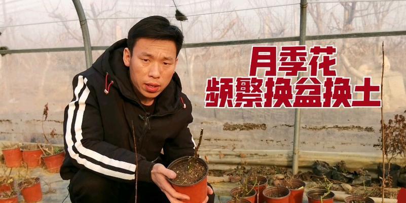 月季埋土种植的正确步骤是什么？