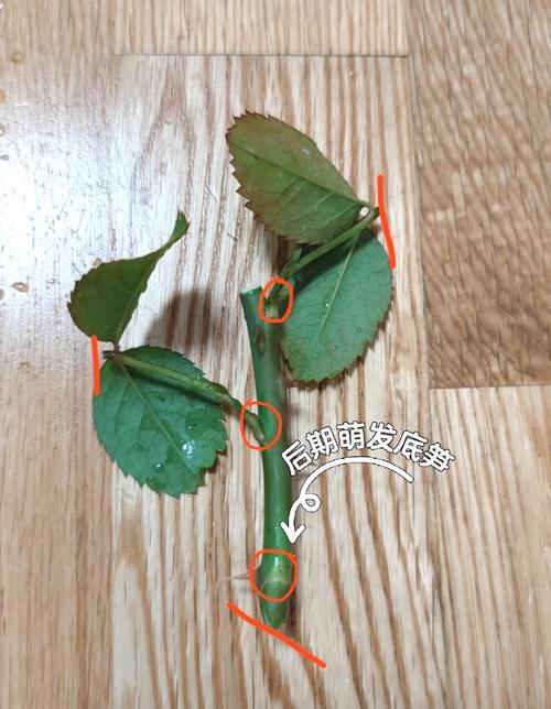 月季埋土种植的正确步骤是什么？