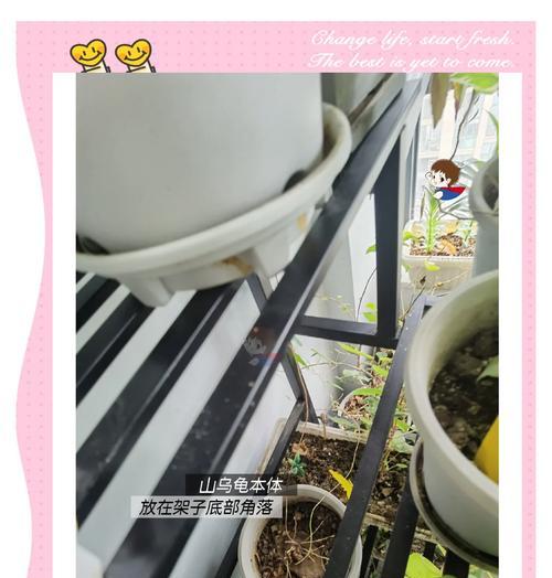 爱心花架盆景怎么养护？有哪些常见的问题和解决方法？