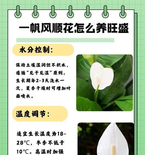 冬季阳台如何选择耐寒花卉？防寒养护要点。
