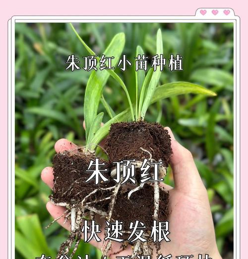 朱顶红要什么土养最好？如何为朱顶红提供最佳生长环境？