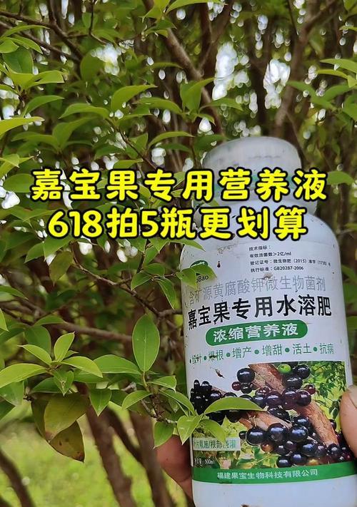 僵苗叶子发黄的调整方法是什么？