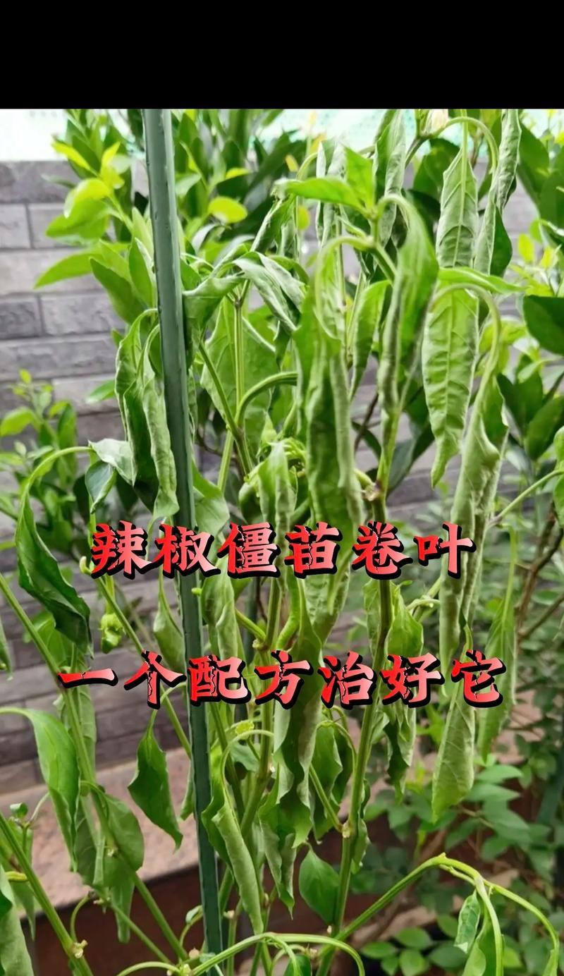 僵苗叶子发黄的调整方法是什么？