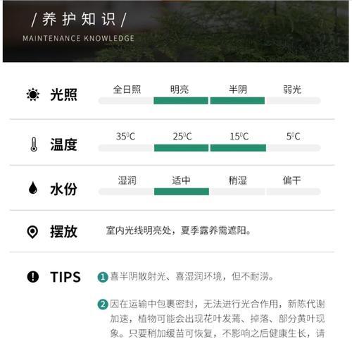 文竹叶子发黄的原因是什么？如何预防和处理？