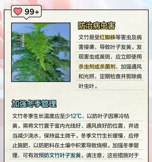 文竹叶子发黄的原因是什么？如何预防和处理？