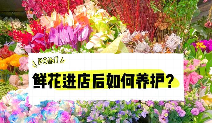 天竺葵甜心珊瑚如何养护？有哪些技巧？