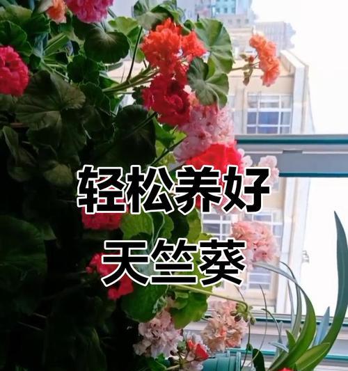天竺葵甜心珊瑚如何养护？有哪些技巧？