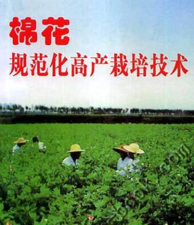 棉花起垄栽培的关键技术要点是什么？