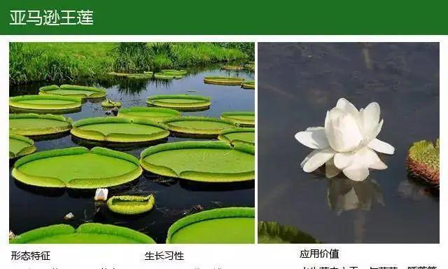 水生植物孢子有哪些种类？如何使用？