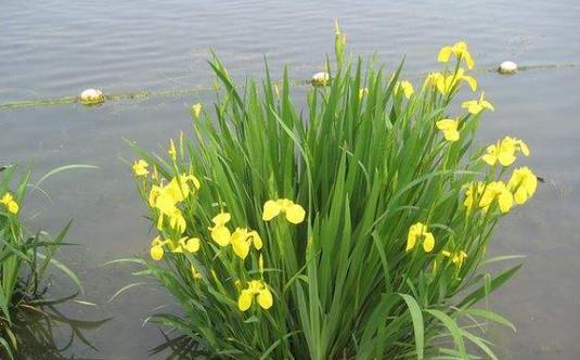 水生植物孢子有哪些种类？如何使用？