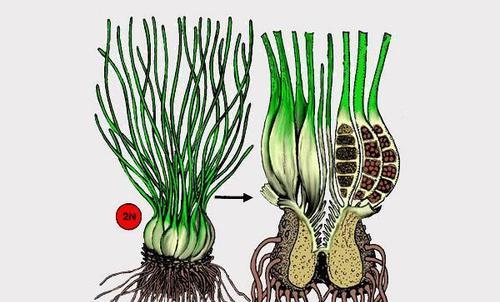 水生植物孢子有哪些种类？如何使用？
