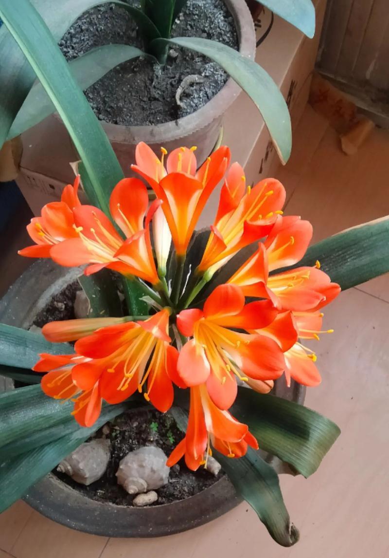 家养君子兰怎么能开花呢？如何创造条件促进君子兰开花？