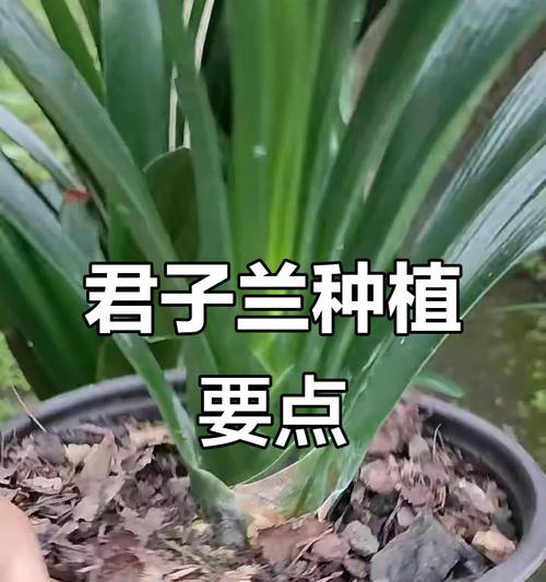 君子兰中苗怎么栽？正确的栽种步骤是什么？