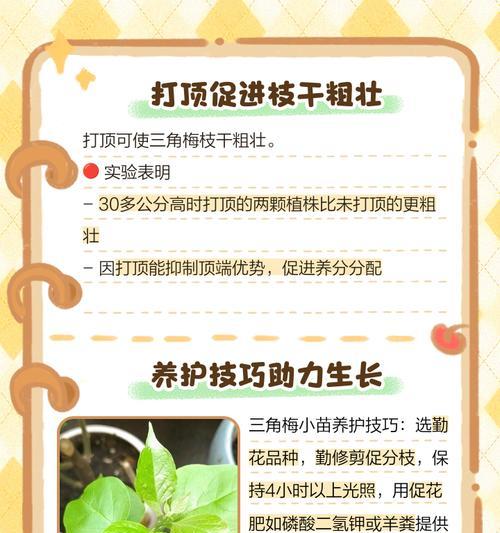 三角梅无叶苗的养护方法是什么？