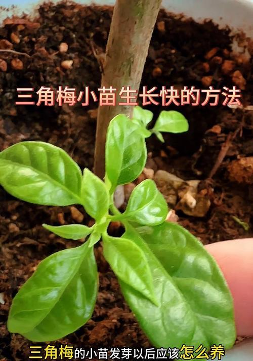 三角梅无叶苗的养护方法是什么？