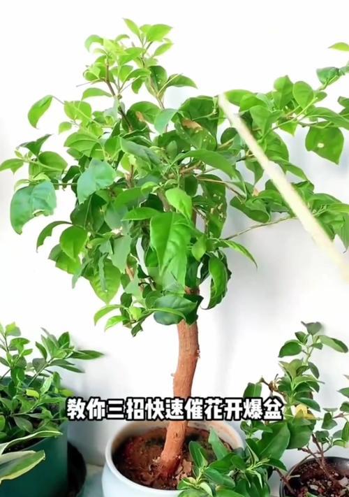 三角梅无叶苗的养护方法是什么？