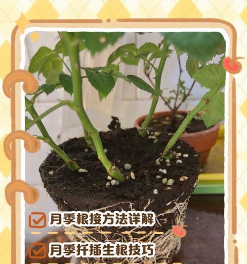 月季开花时闷根了怎么办？有效处理方法是什么？