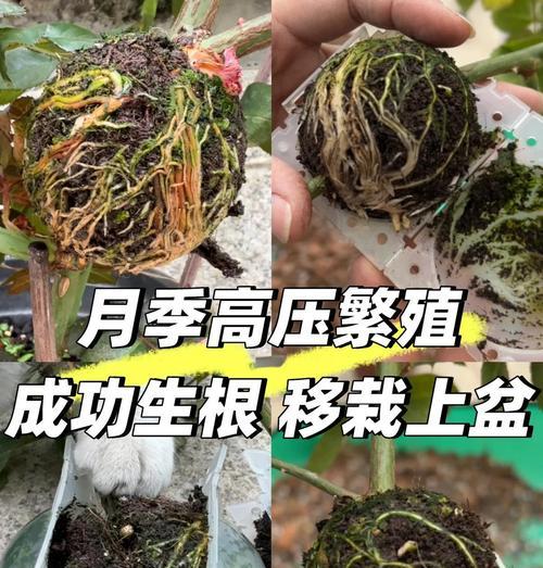 月季开花时闷根了怎么办？有效处理方法是什么？