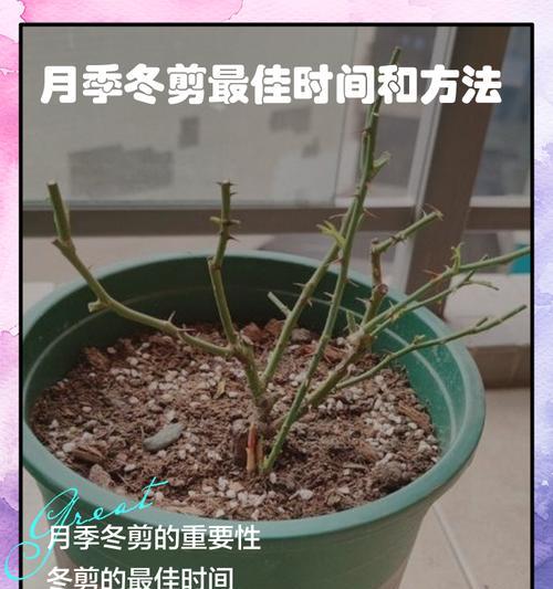 月季绑枝的正确方法是什么？