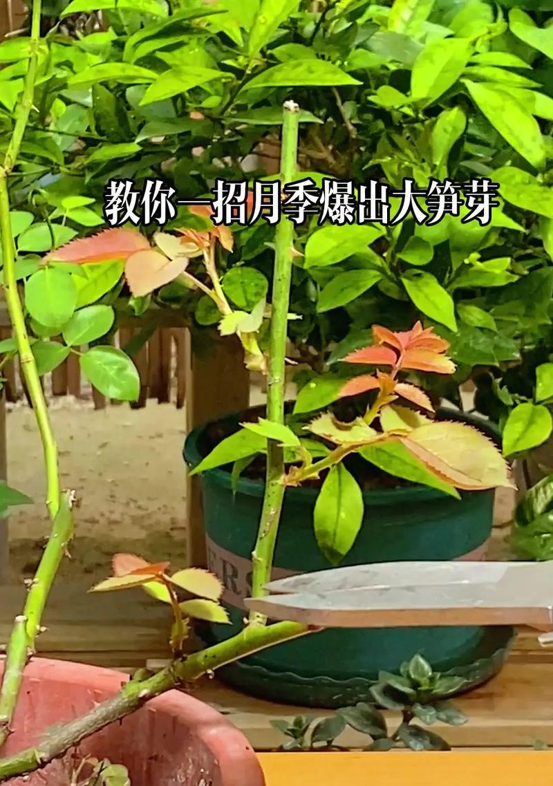 月季绑枝的正确方法是什么？
