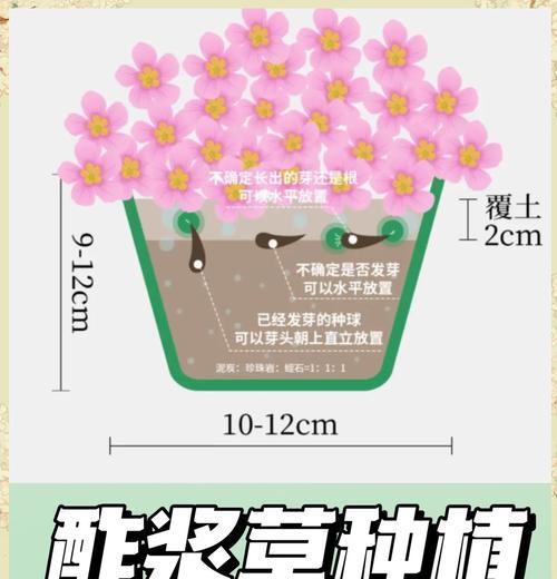 酢浆草播种的最佳时间是什么时候？如何确保高发芽率？