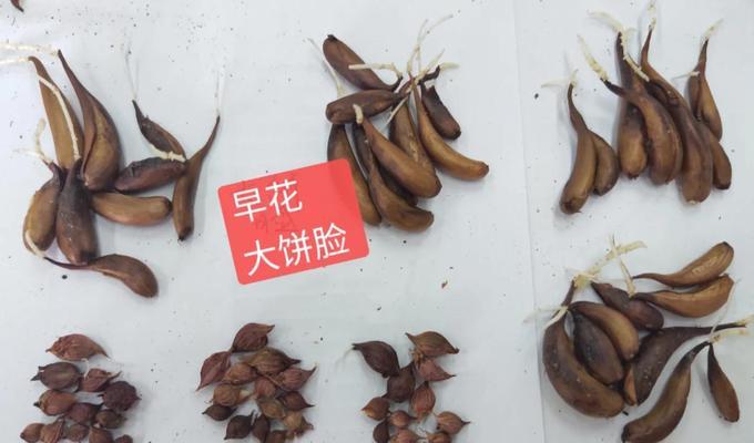 酢浆草播种的最佳时间是什么时候？如何确保高发芽率？