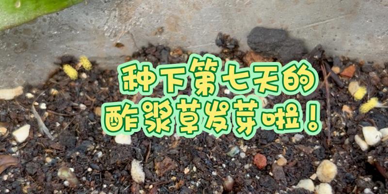 酢浆草播种的最佳时间是什么时候？如何确保高发芽率？