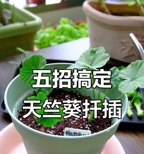 白色天竺葵扦插繁殖方法是什么？