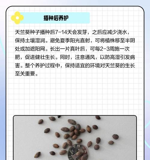 白色天竺葵扦插繁殖方法是什么？